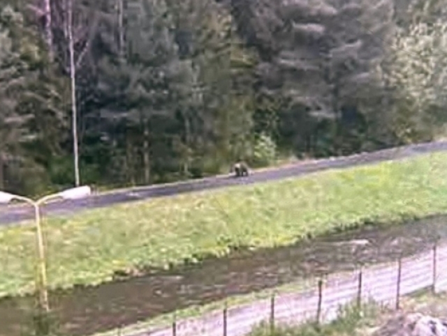 medveď, svit
