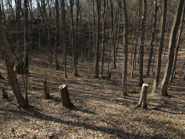 Drienovec, výrub stromov
