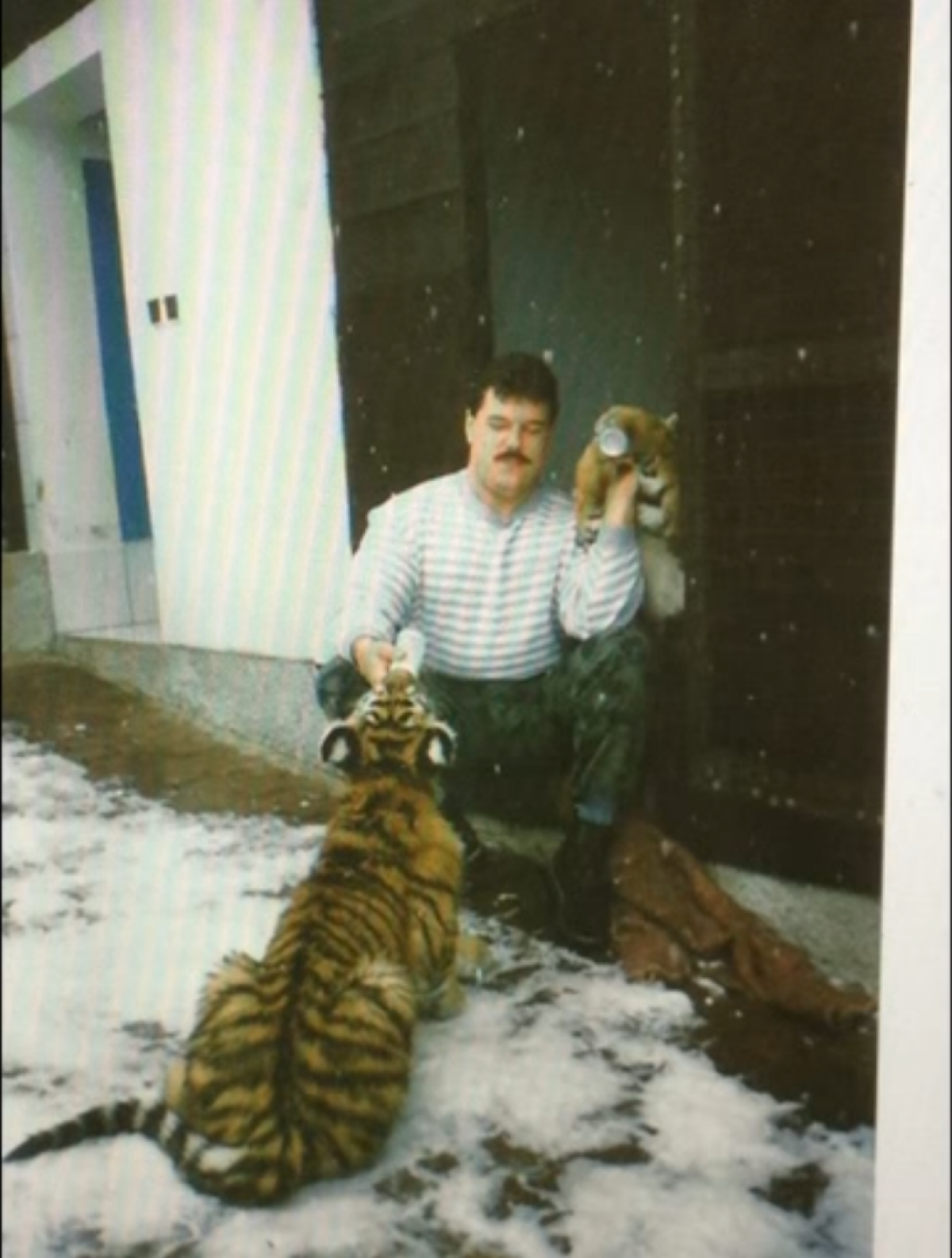 Mikuláš Černák, tigre