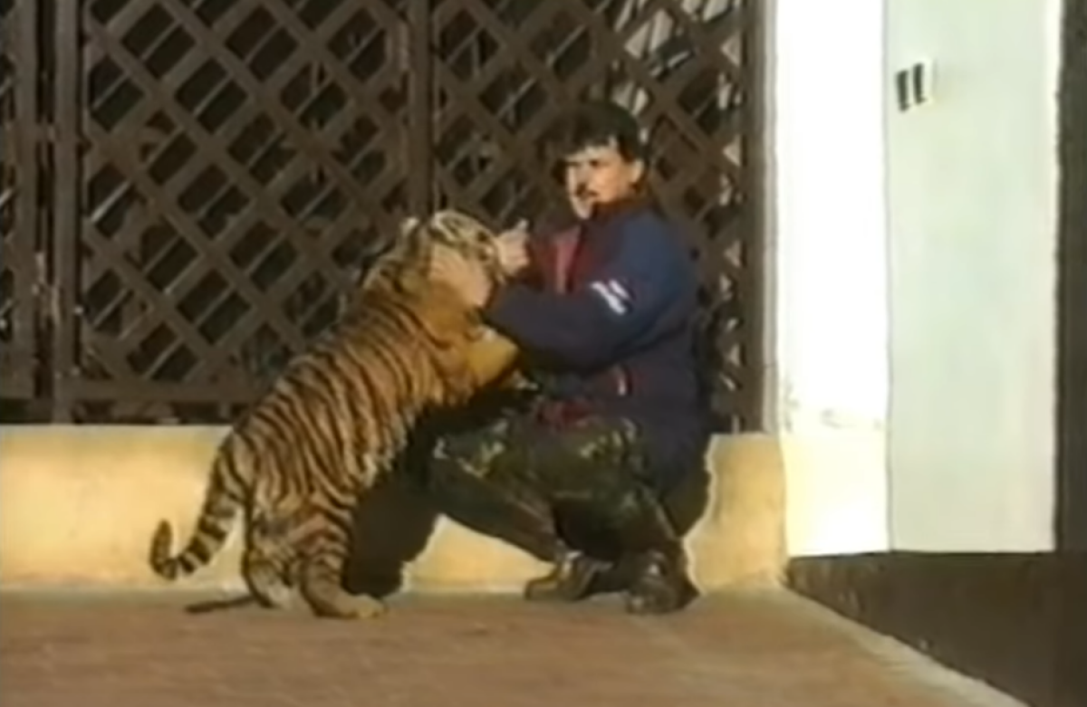 Mikuláš Černák, tigre