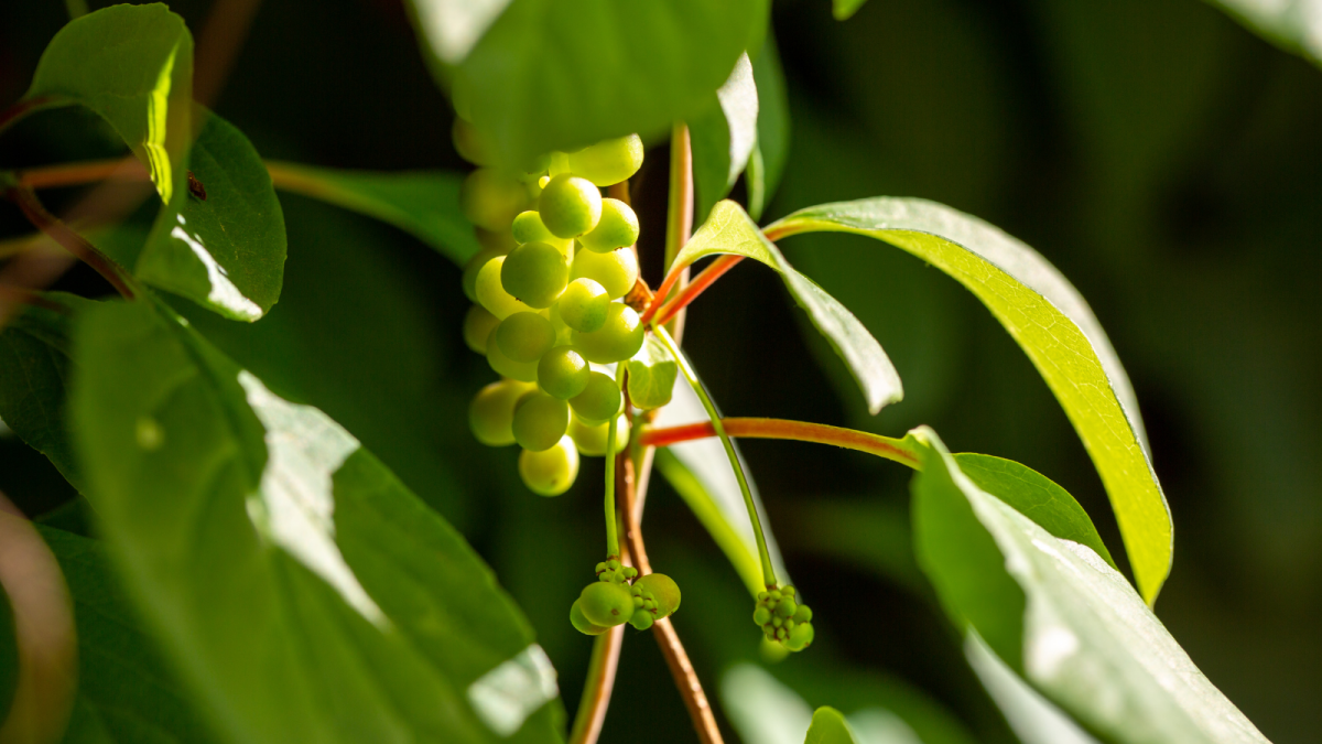 schizandra čínska