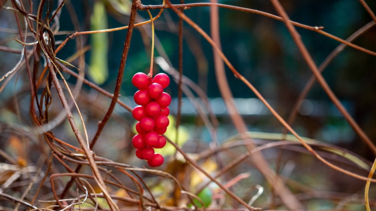 schizandra čínska