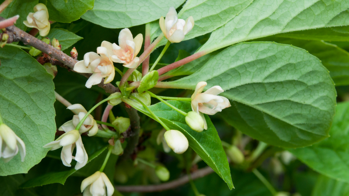 schizandra čínska