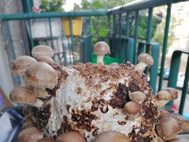 medicinálne huby, liečivé huby, šitake