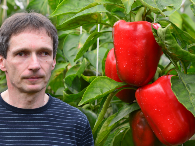 paprika, Peter Gajdoštin