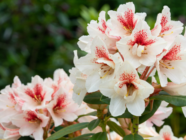 rododendron