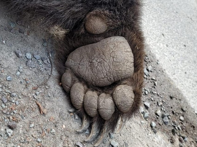 medveď, laba