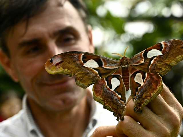 motýľ, Attacus atlas, výstava, Košice, Botanická záhrada,