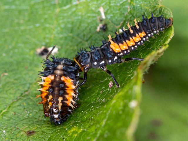 lienka východná, larva, ázijská
