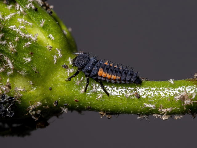lienka východná, larva, ázijská