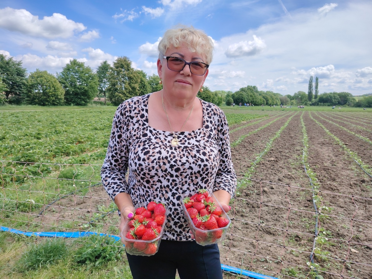 Zuzana Vargová, jahodové pole, majiteľka