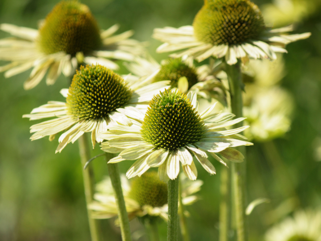 Echinacea Green Jewel