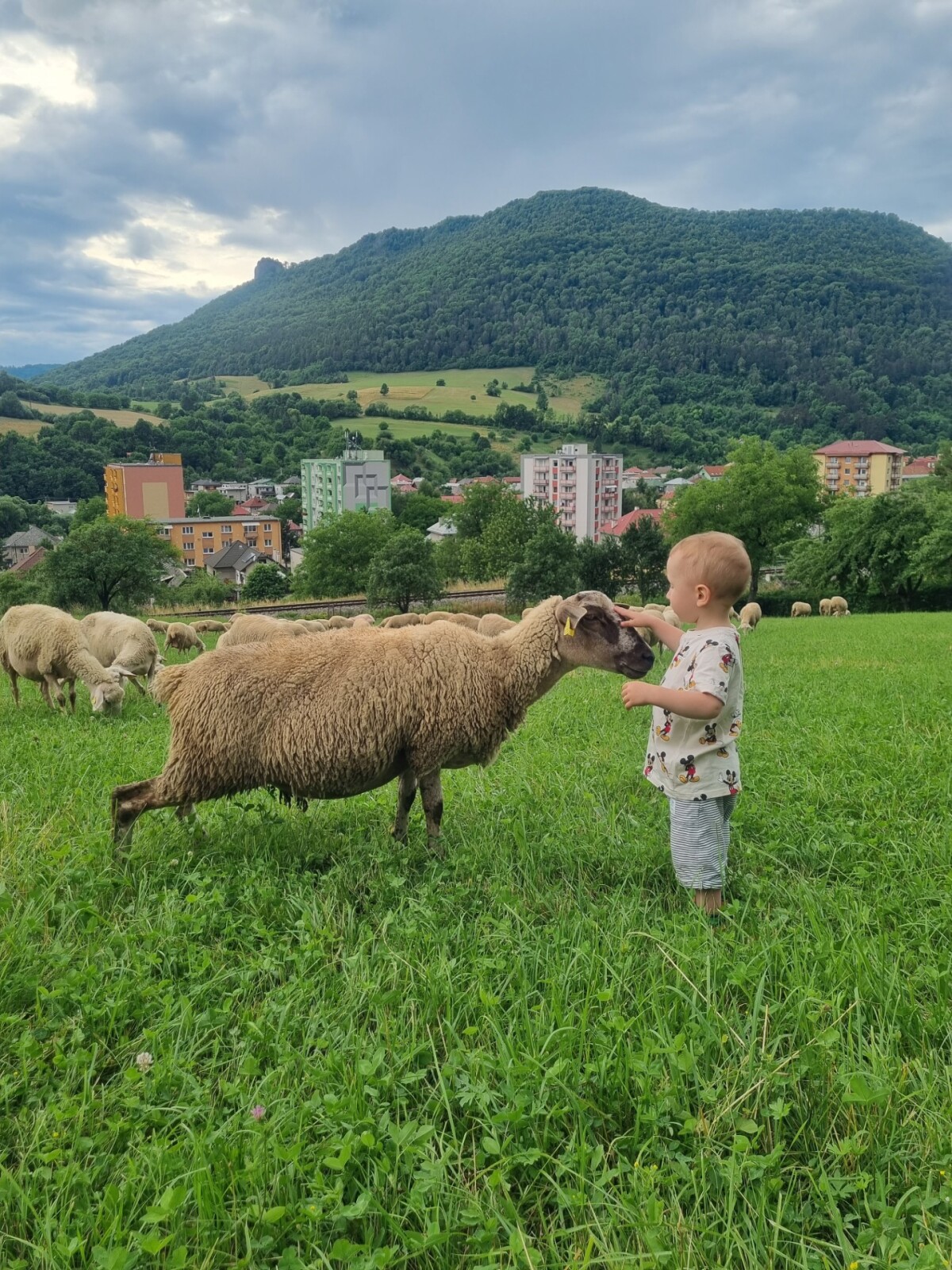 Bez pasúcich sa oviec by Muránska planina prišla o svoju malebnosť.