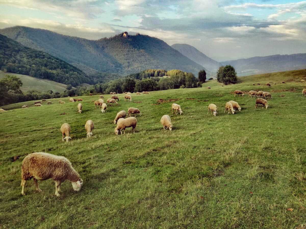 Bez pasúcich sa oviec by Muránska planina prišla o svoju malebnosť.