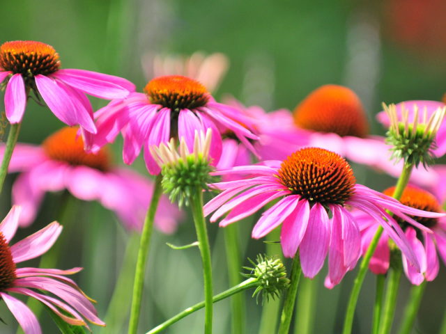 echinacea purpurová