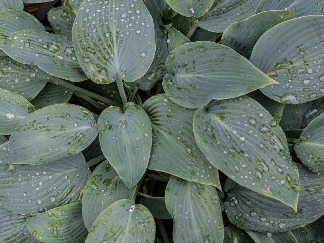 funkia, funkie, hosta