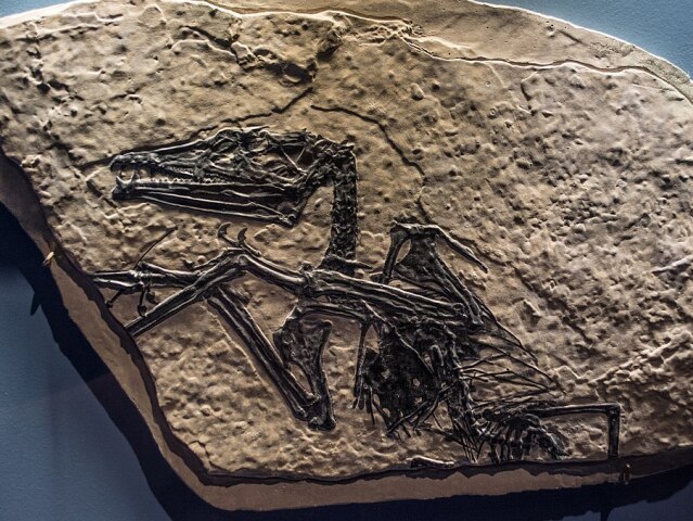 Eudimorphodon ranzii, pterosaurs