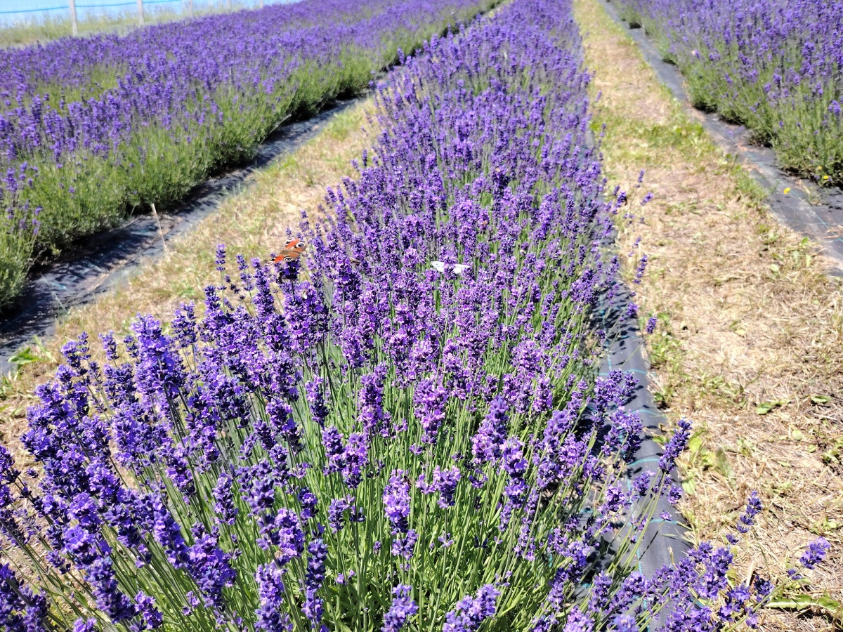 farma, levandule, Hubovo