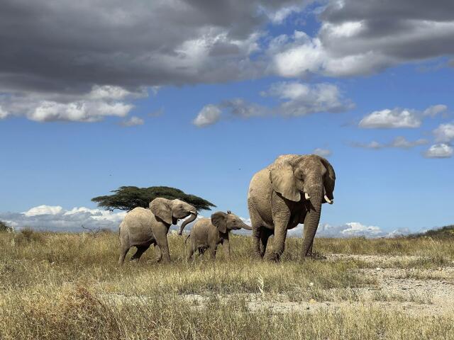 slony, afrika