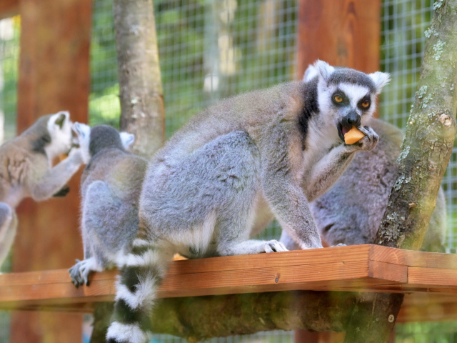 Košice ZOO horúčavy zvieratá lemur