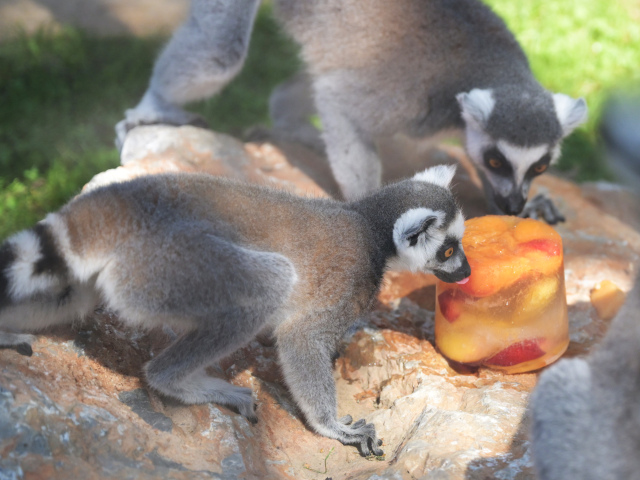 SR Košice ZOO horúčavy zvieratá lemur