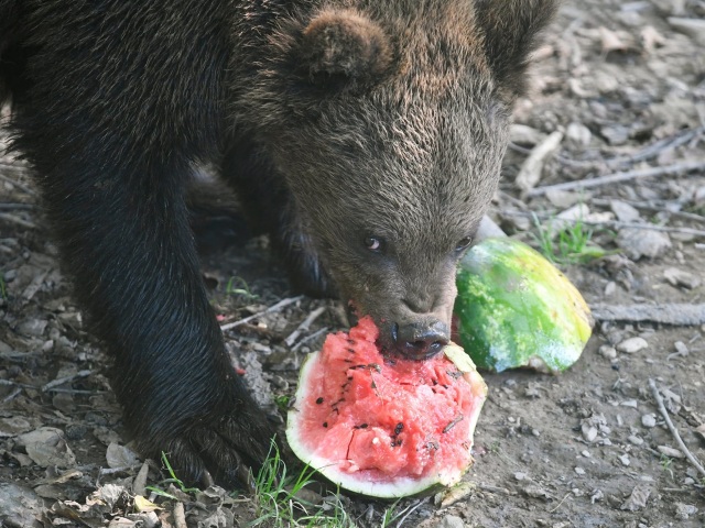 medved melon kosice tasr