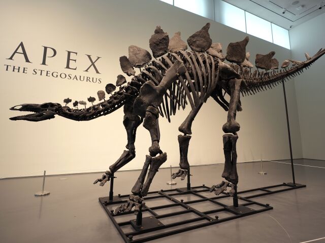 Sotheby's Stegosaurus Dinosaur