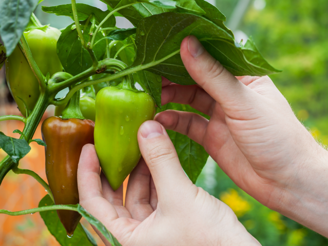 paprika, zber
