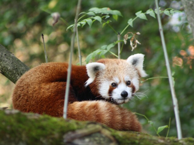 Panda červená