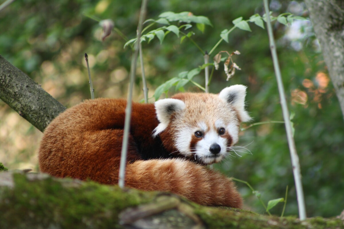 Panda červená