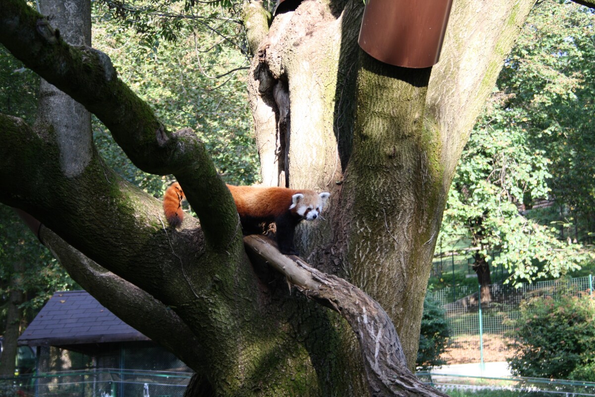 Panda červená