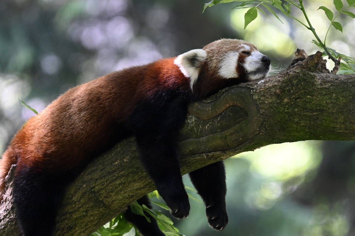 Panda červená
