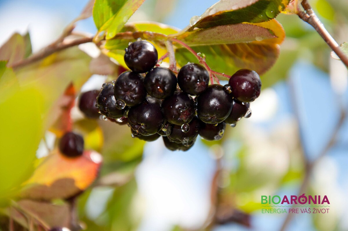 ZAMIO Aronia