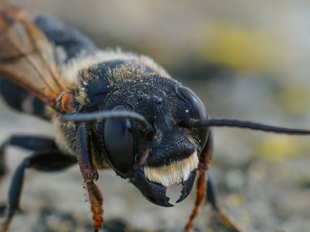 Megachile sculpturalis, invázna, včela