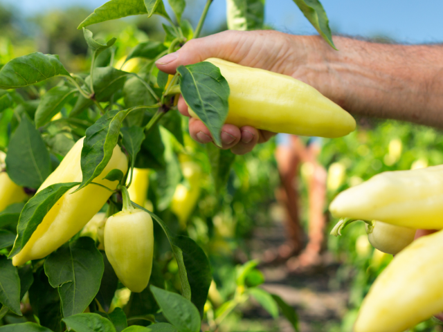 paprika, zber, muž, ruka