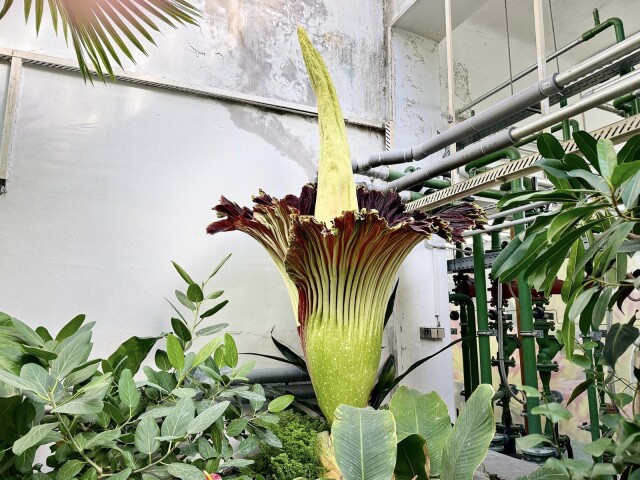 Amorphophallus titanum / Kvet /