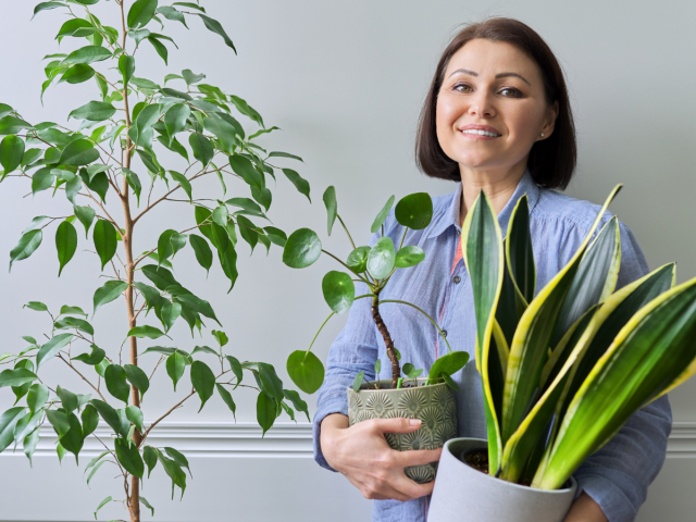 izbovky, izbové rastliny, sansevieria, figovnik, pilea