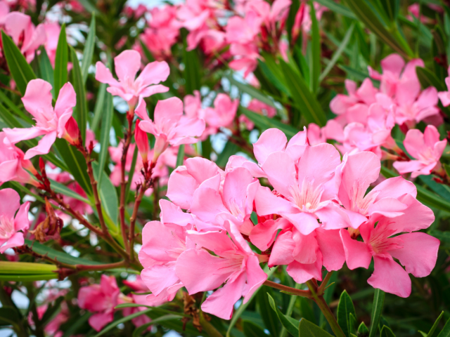 oleander