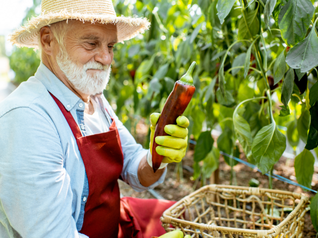 paprika, zber, muž,