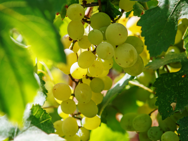 vinič, hrozno, ‘Assyrtiko’