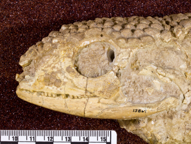 Glyptosaurus
