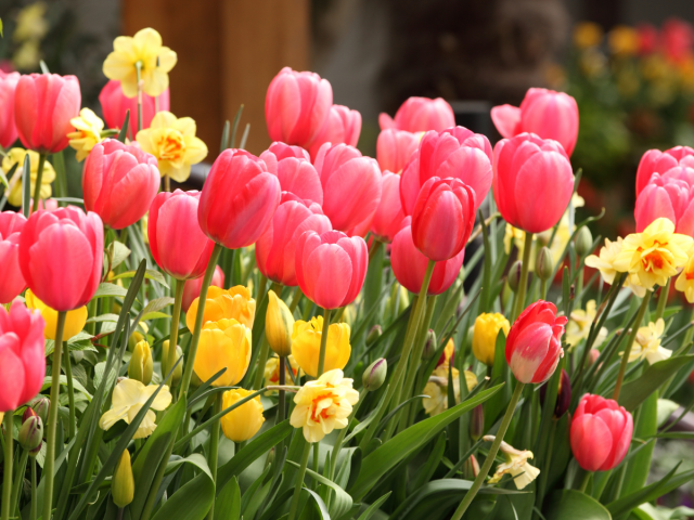 tulipány, narcisy