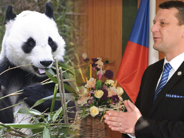 panda s novakom