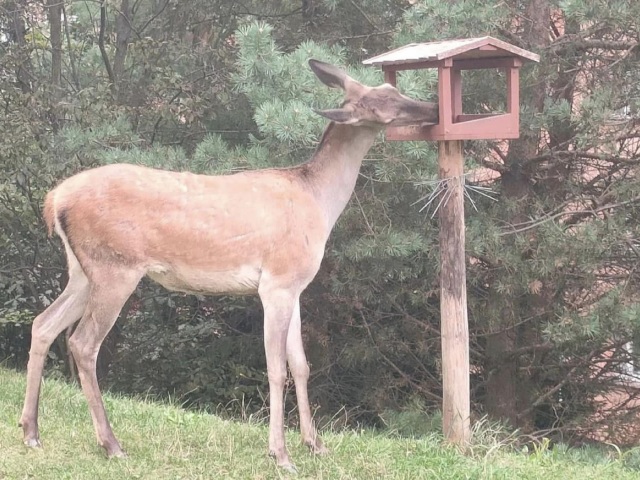 jelenica, Ružomberok