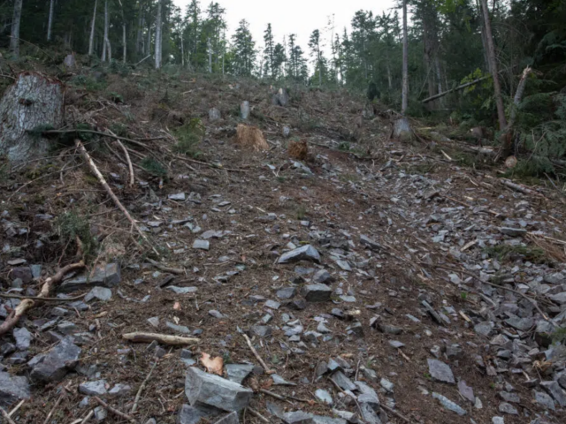 nizketatry