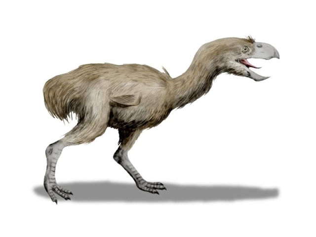 Phorusrhacidae
