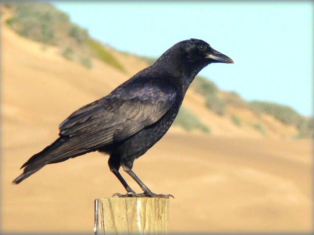 Corvus brachyrhynchos