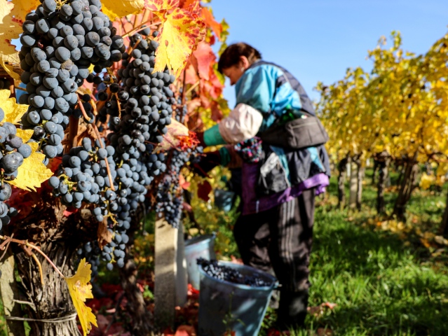 Zber hrozna Cabernet Suvignon - Somod