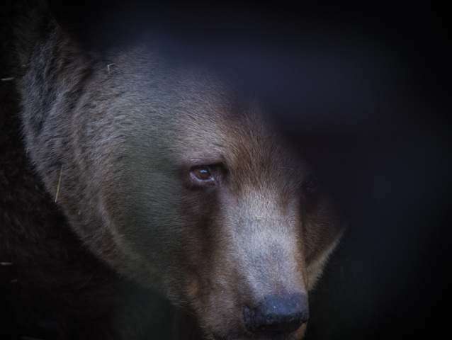 Ursus arctos / Medveď hnedý /