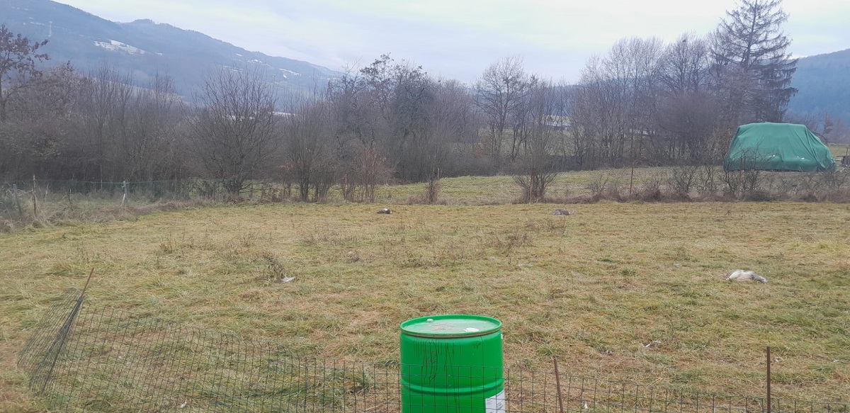 zadrhnuté pštrosy, Žarnovica